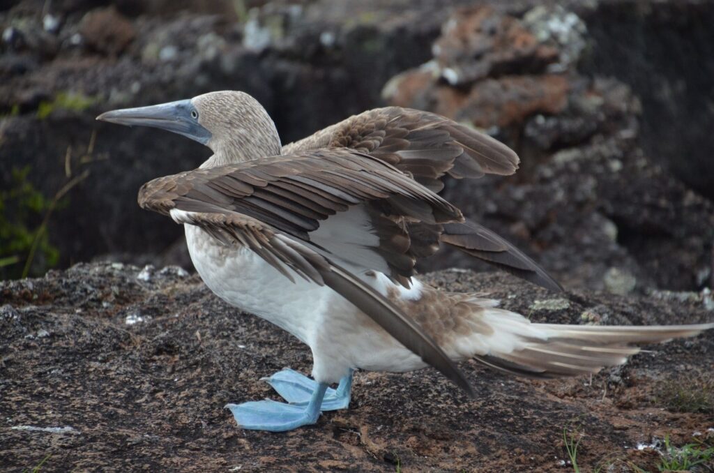 Parque Nacional de Galápagos
