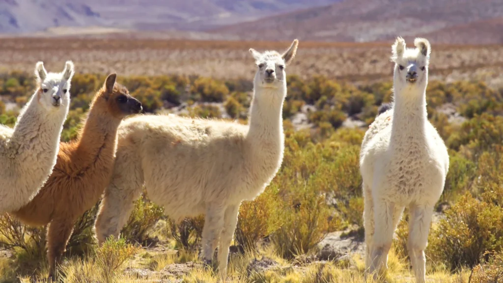 Salta - Argentina