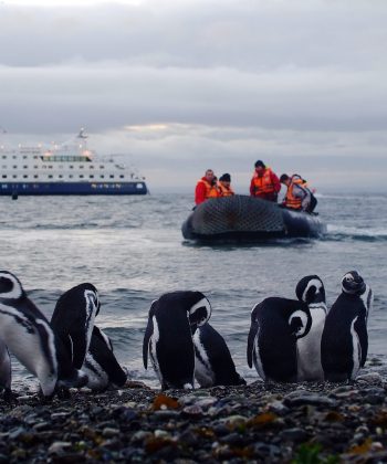 Magdalena Island - Cruzeiro Australis